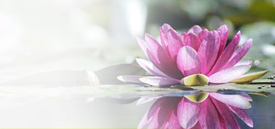 Lotus on water